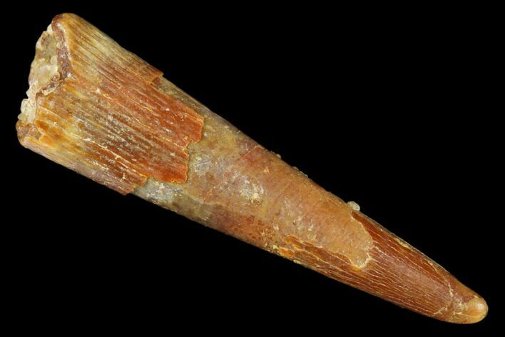 Fossil Pterosaur (Siroccopteryx) Tooth - Morocco #178509